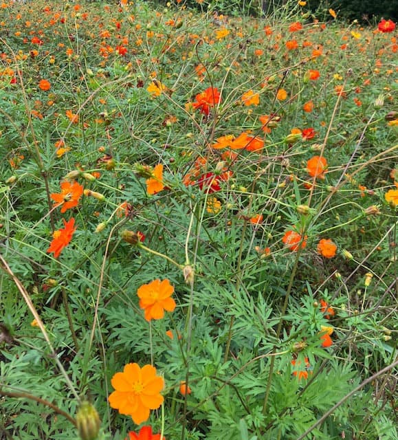 秋桜(コスモス)