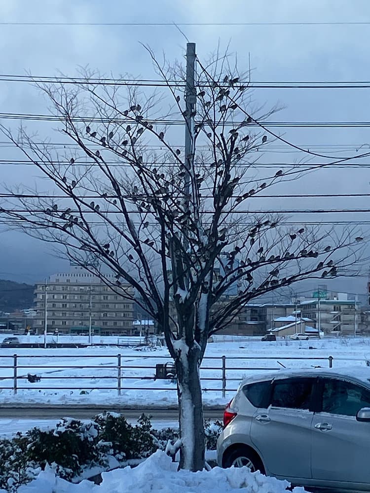 寒雀(かんすずめ)