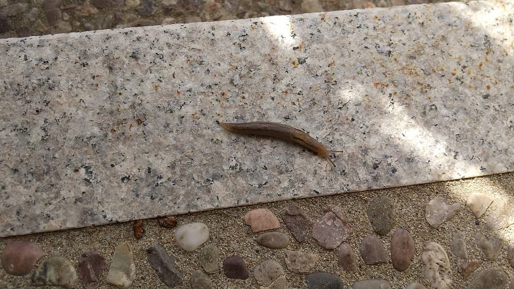 蛞蝓(なめくじ・なめくじり)