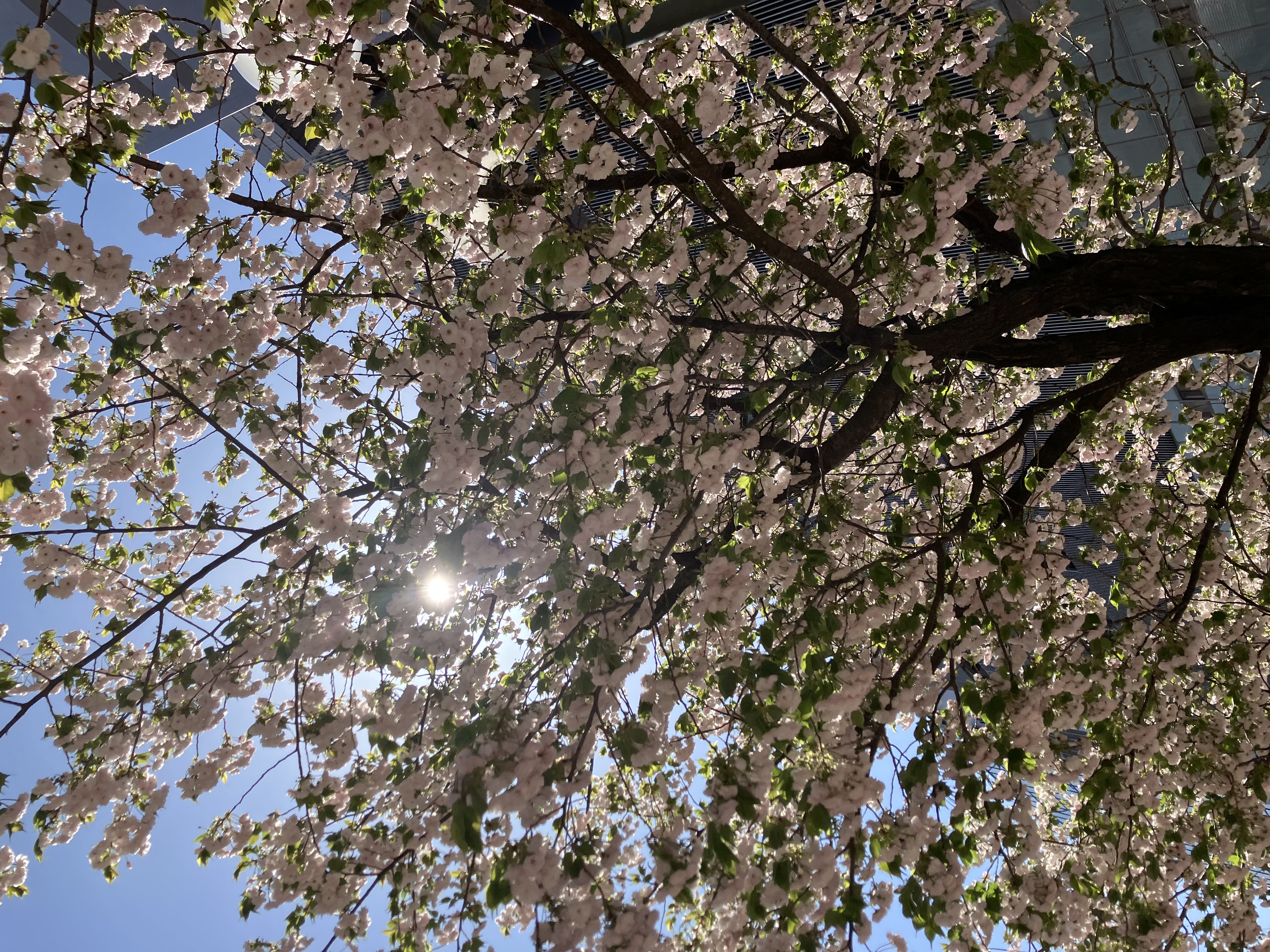 花は葉へ