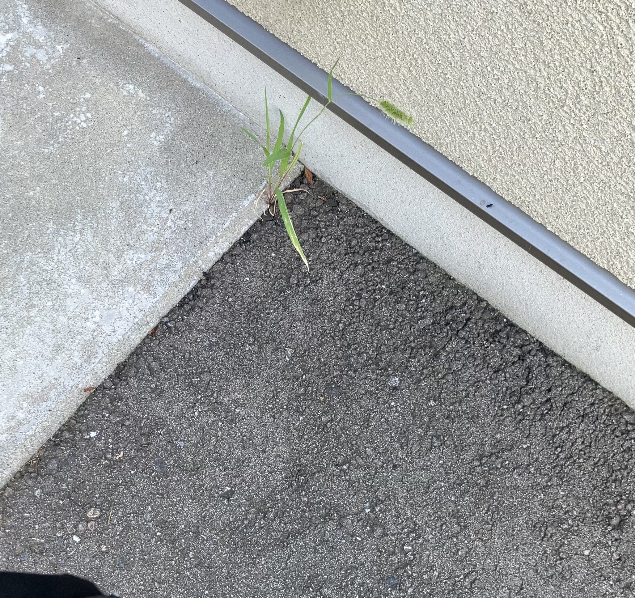 夏盛り