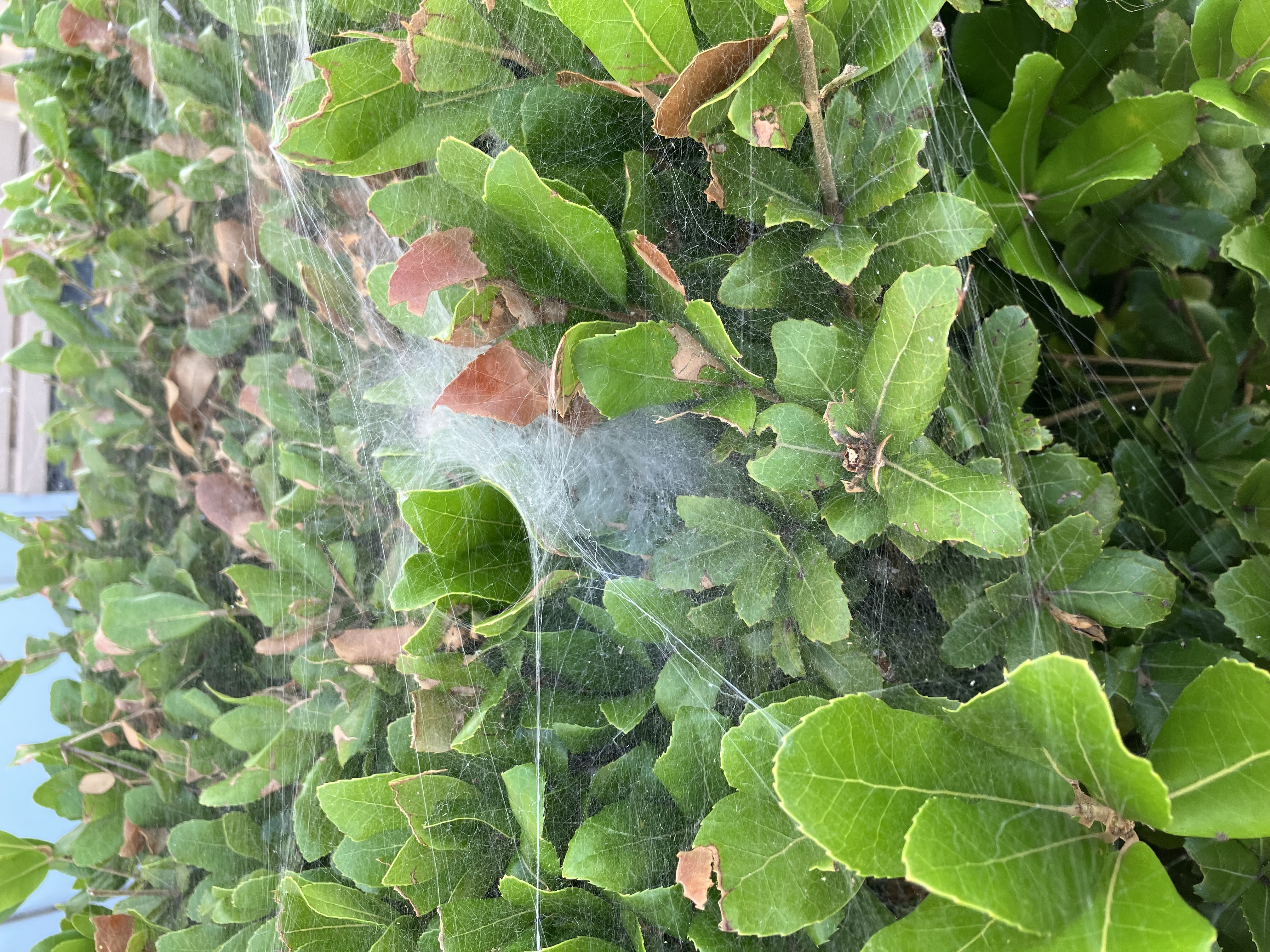 蜘蛛の囲