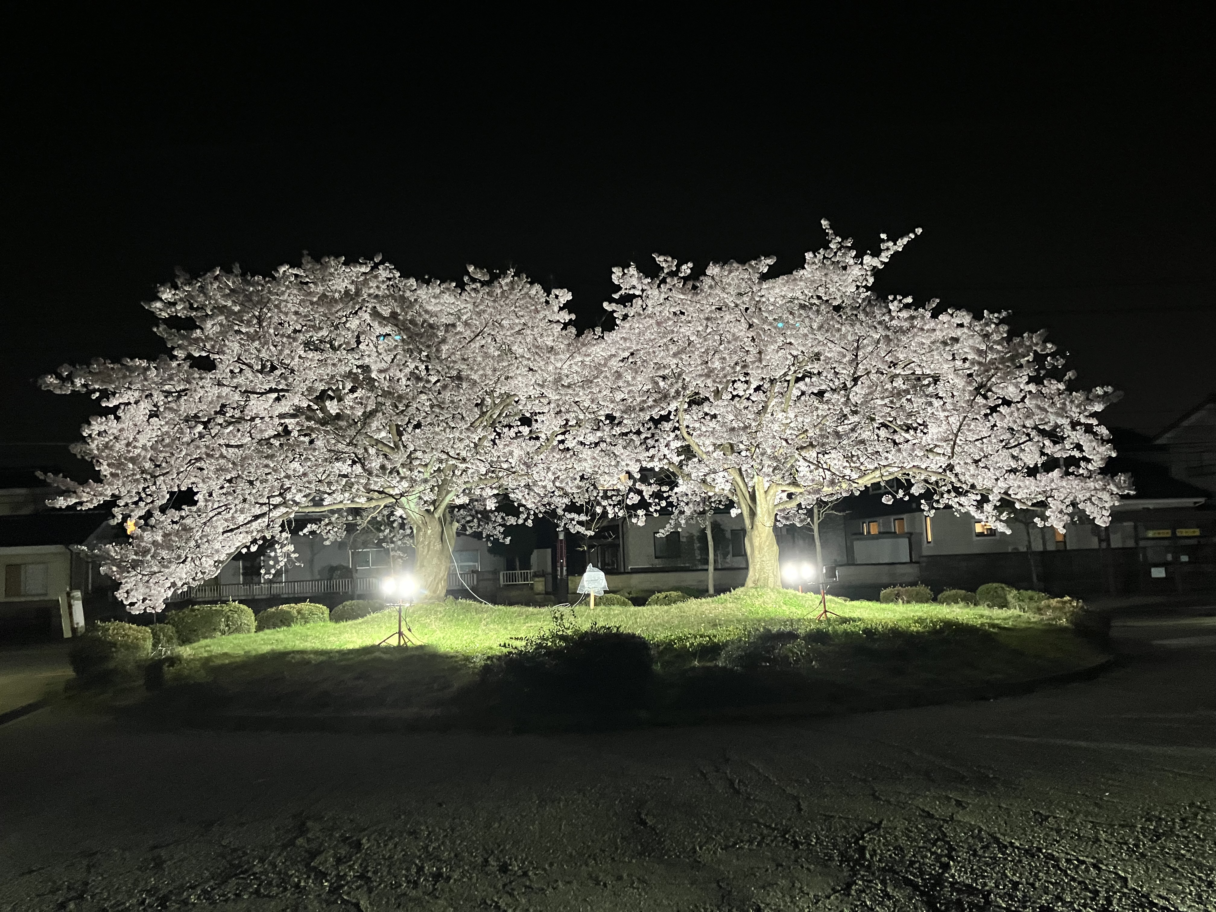 夜桜