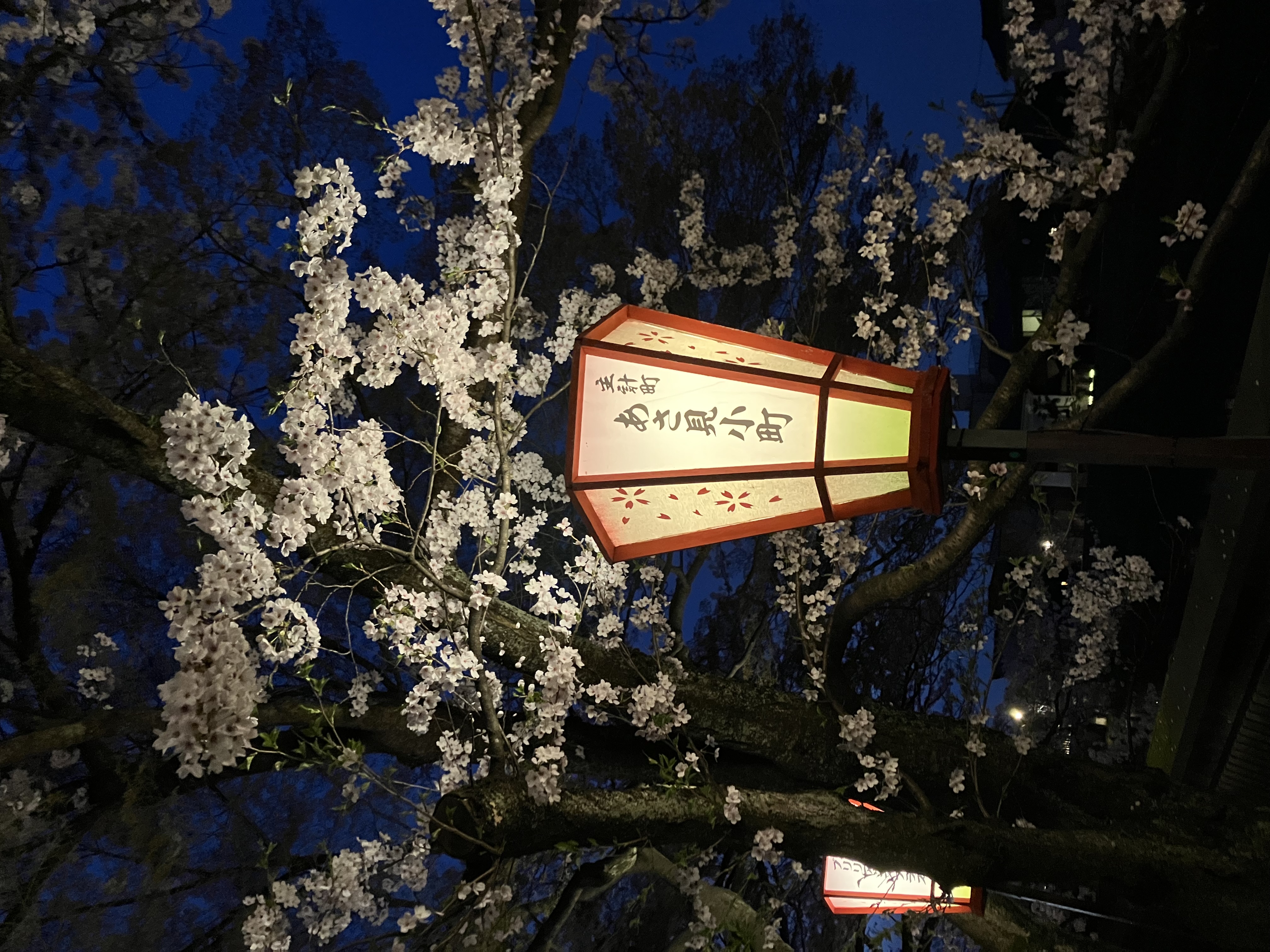 春灯