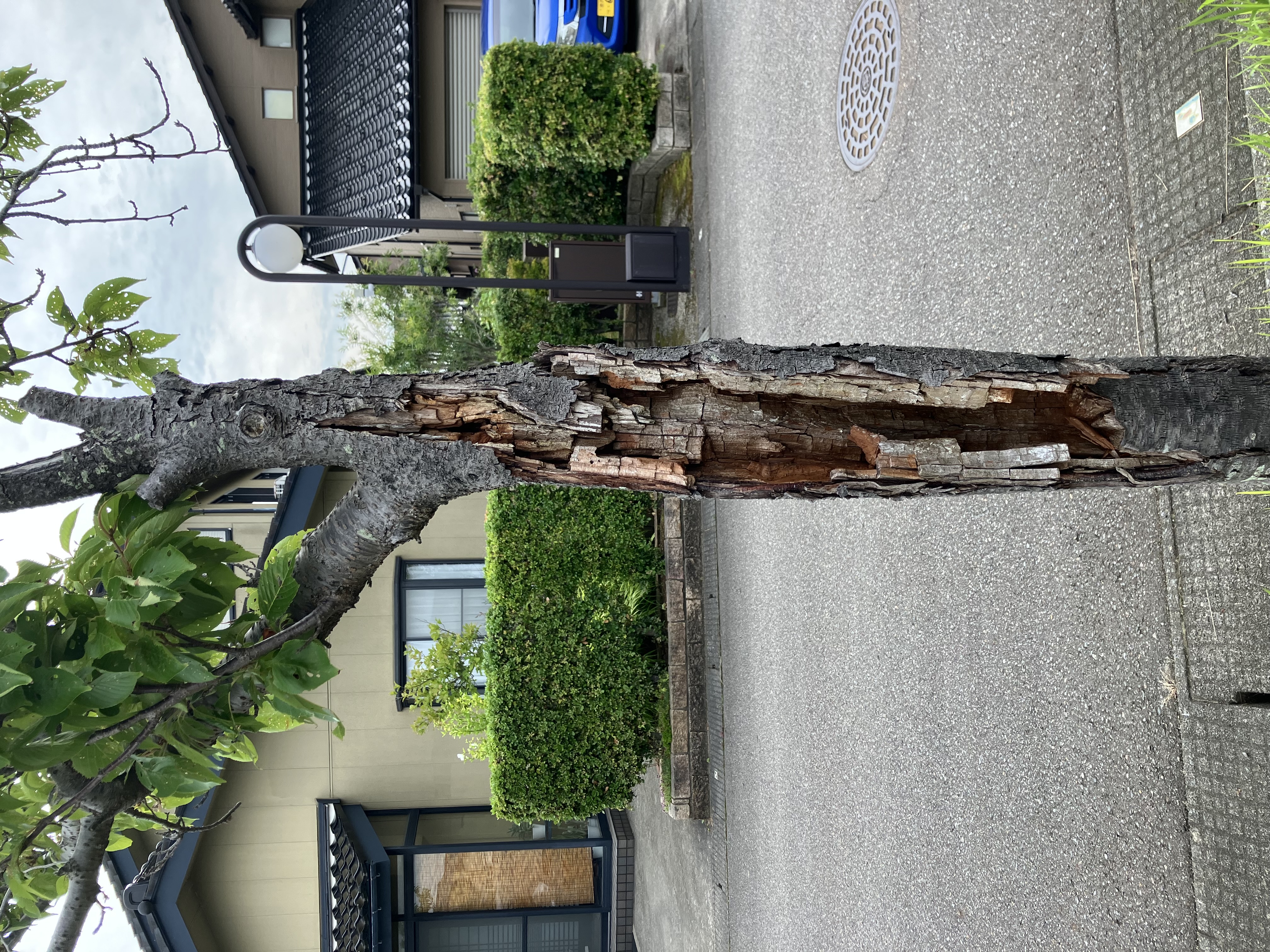 青葉