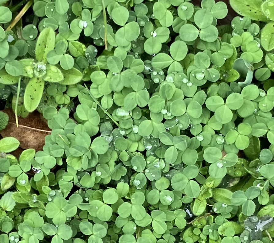 草木萌動（そうもくめばえいずる）