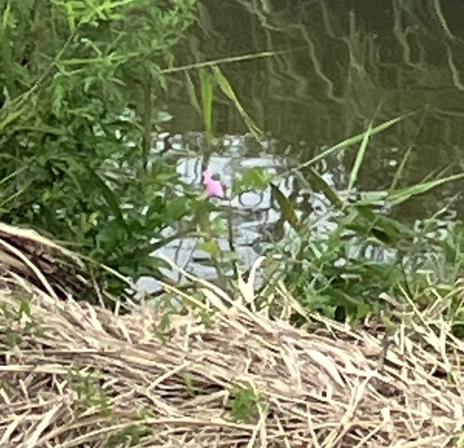 夏の花