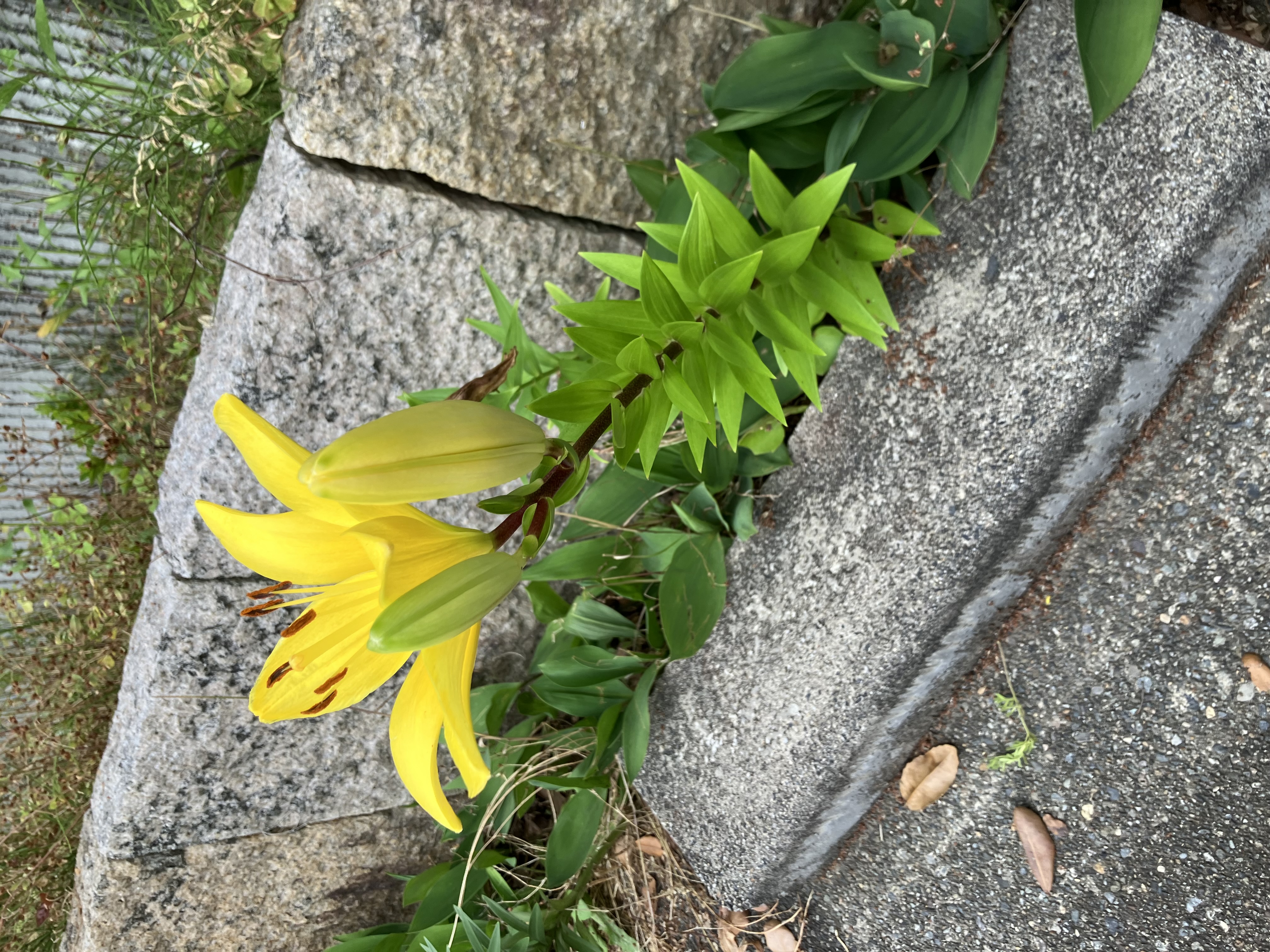 黄百合