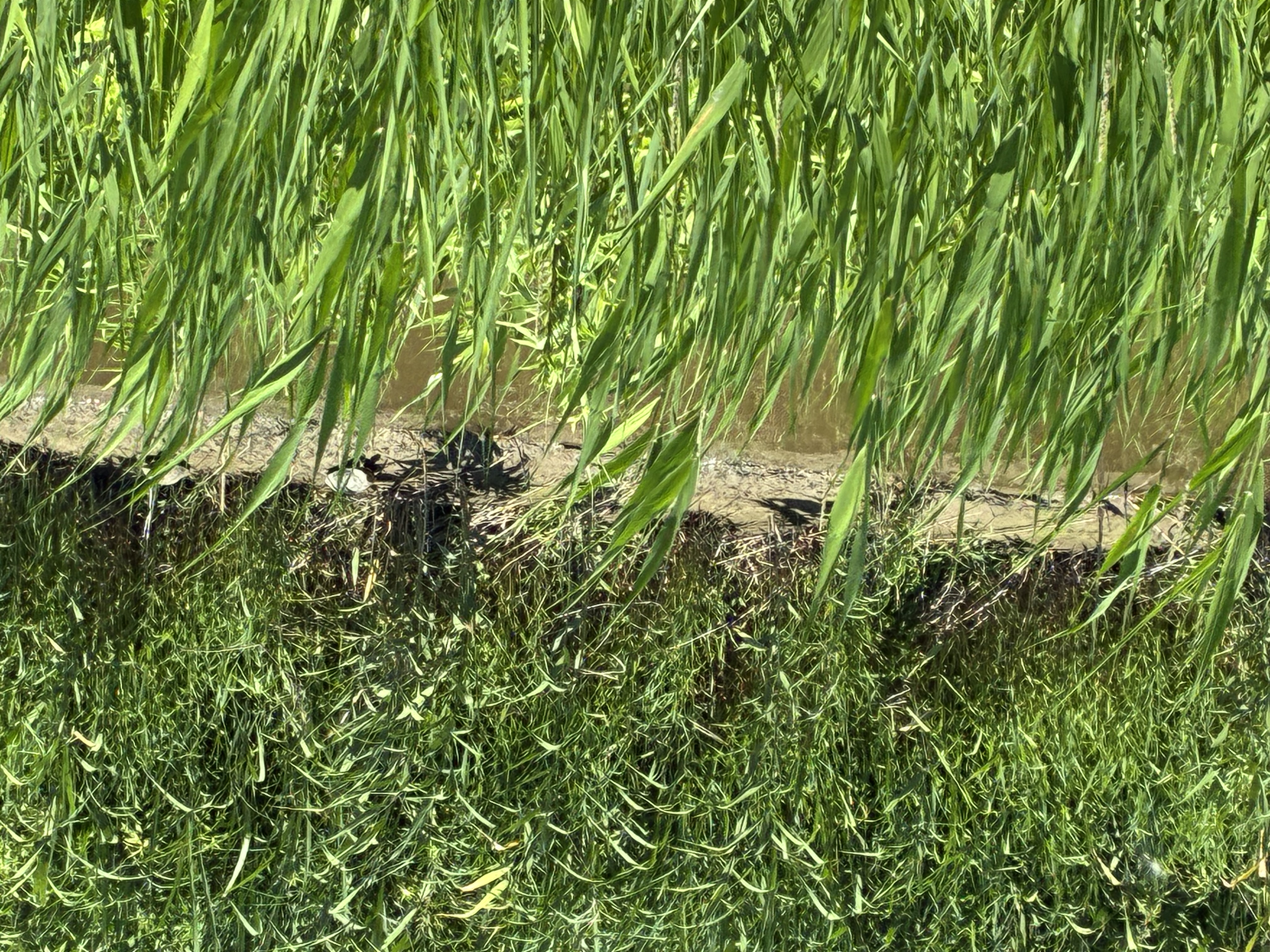 夏草