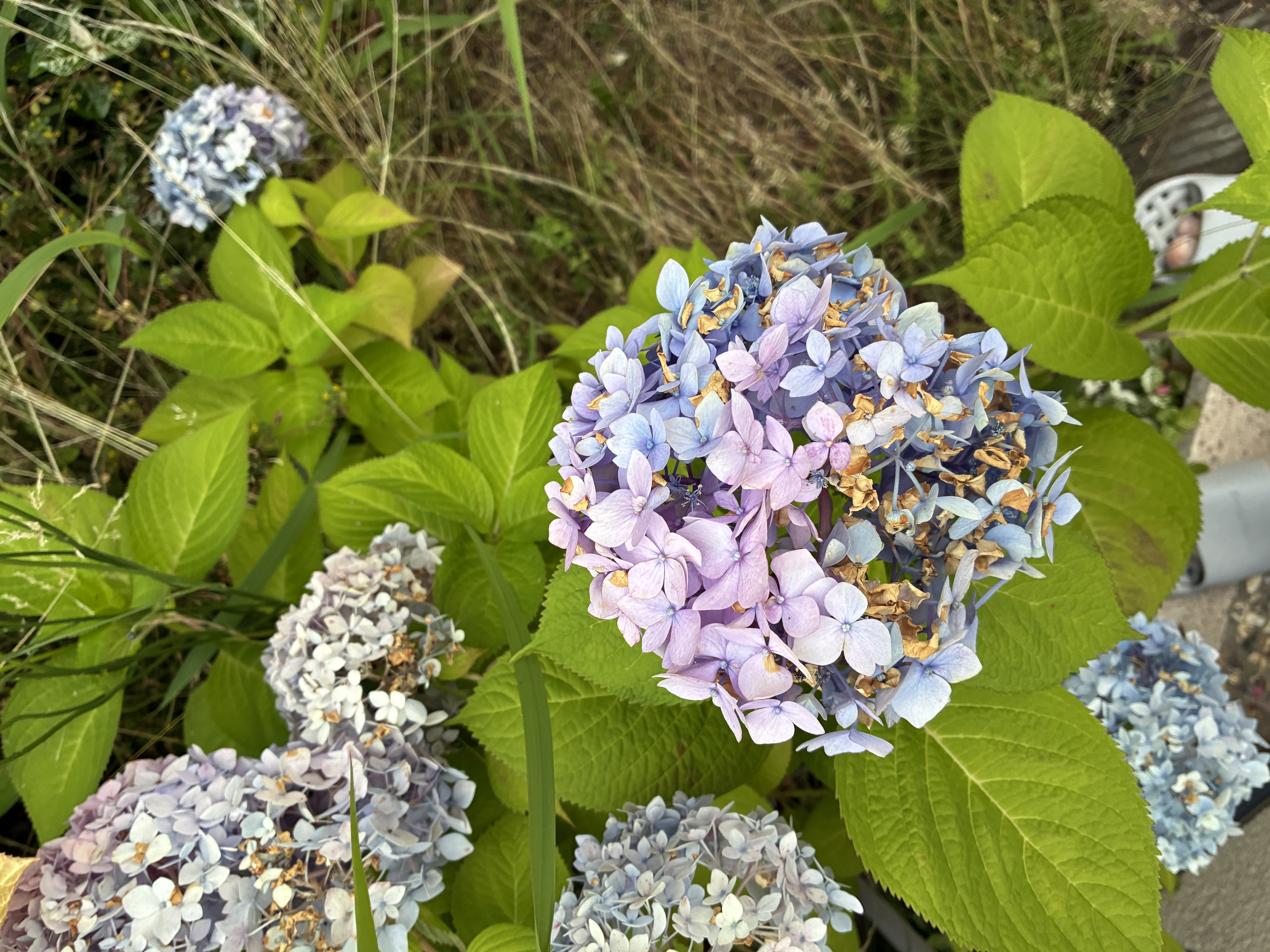 紫陽花