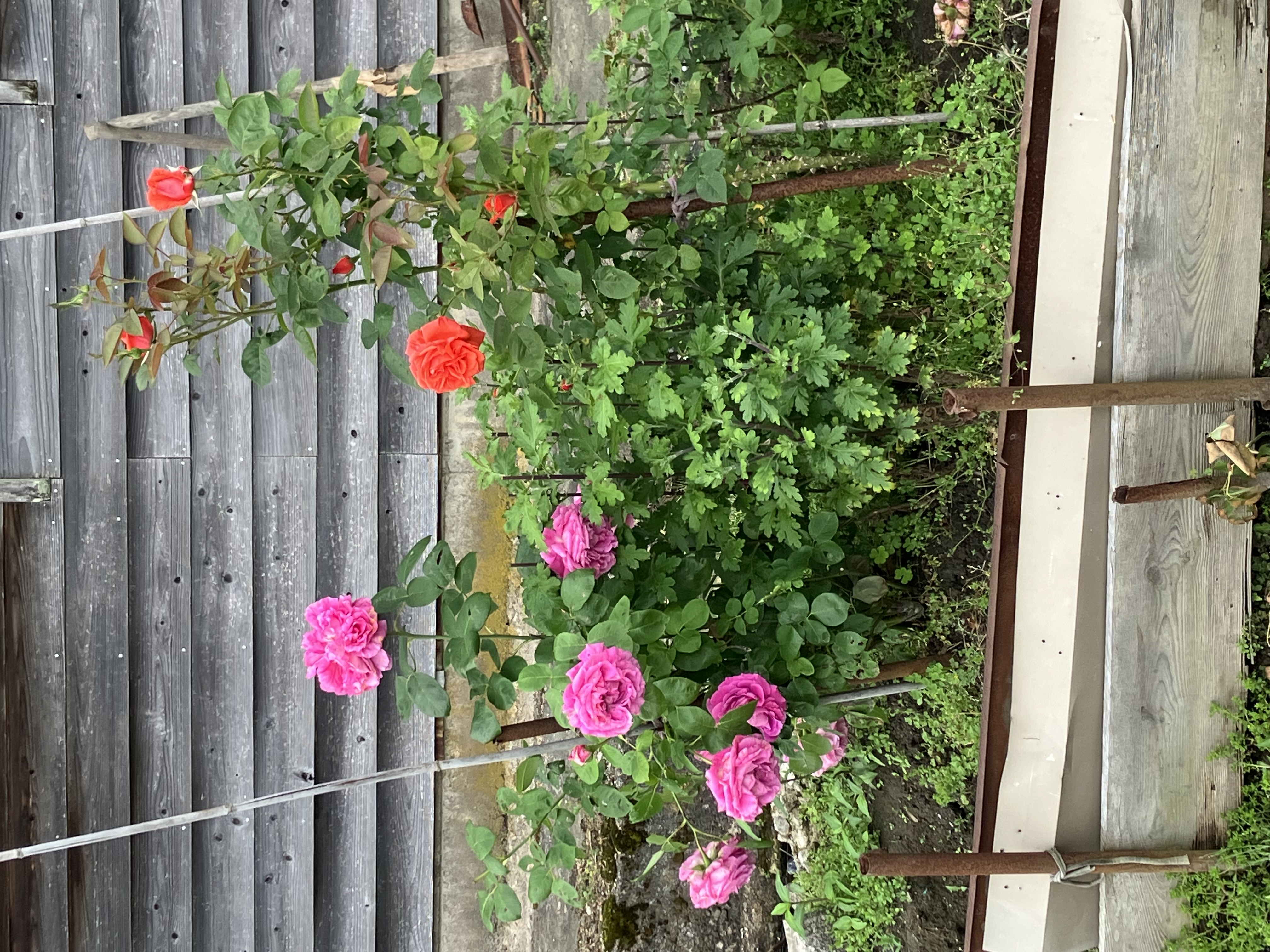 薔薇