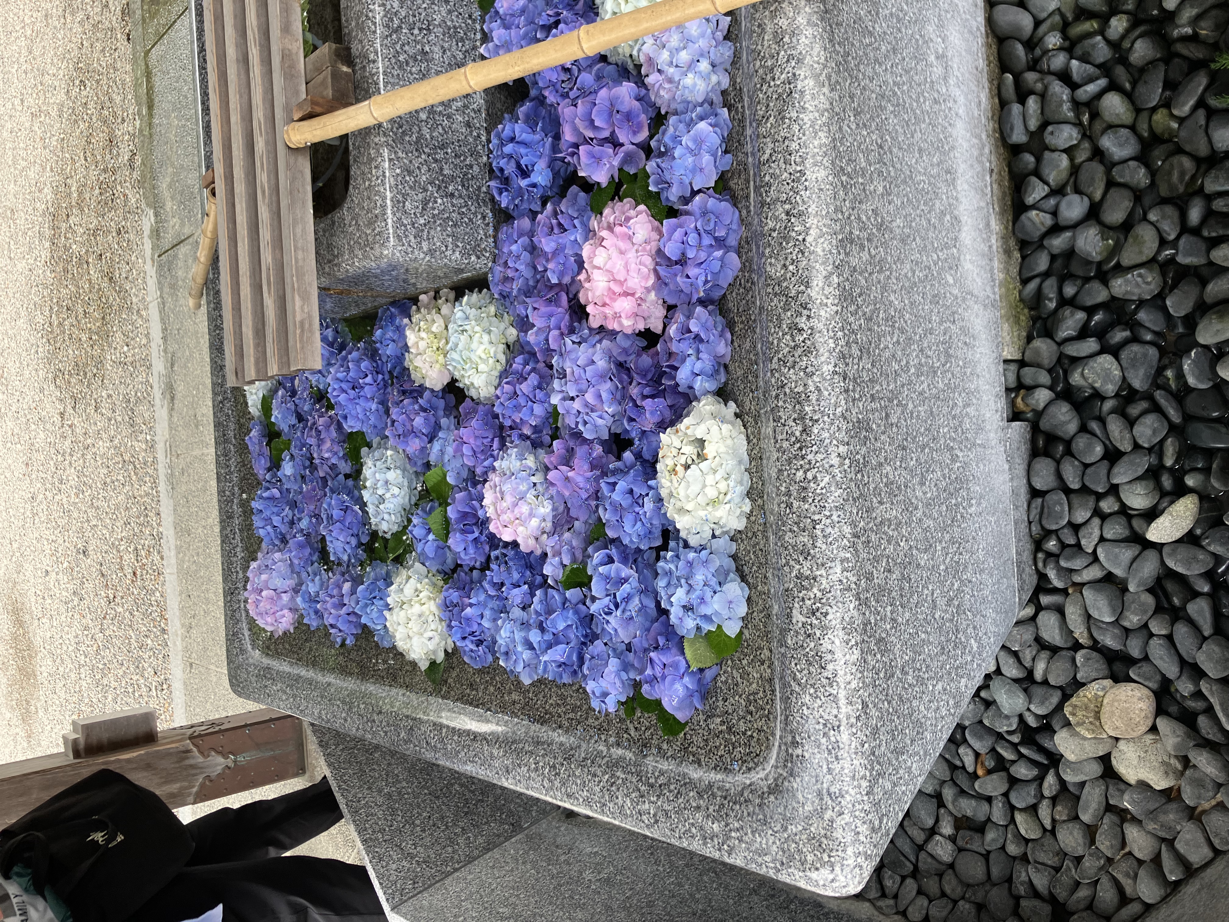 紫陽花