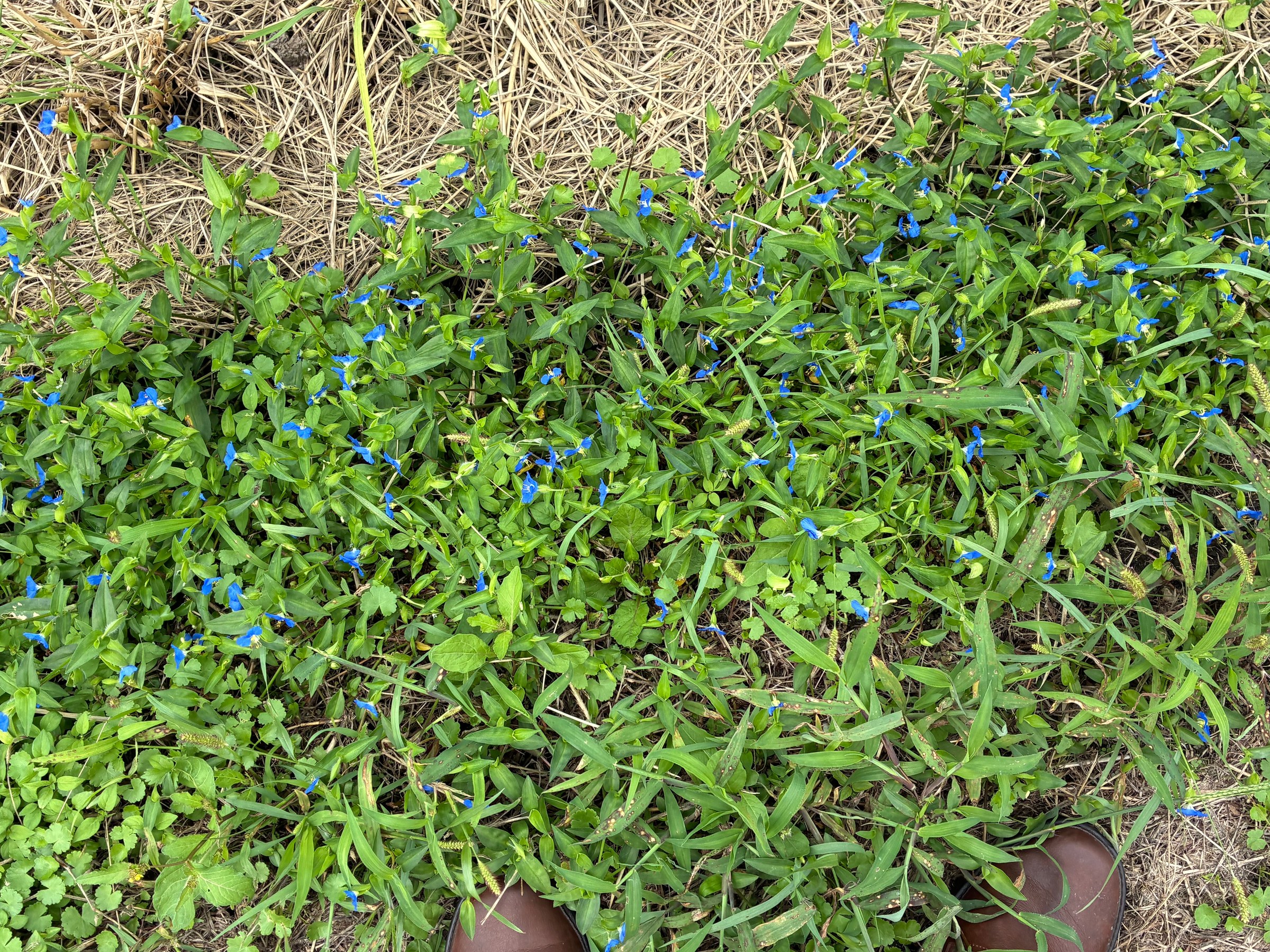 露草
