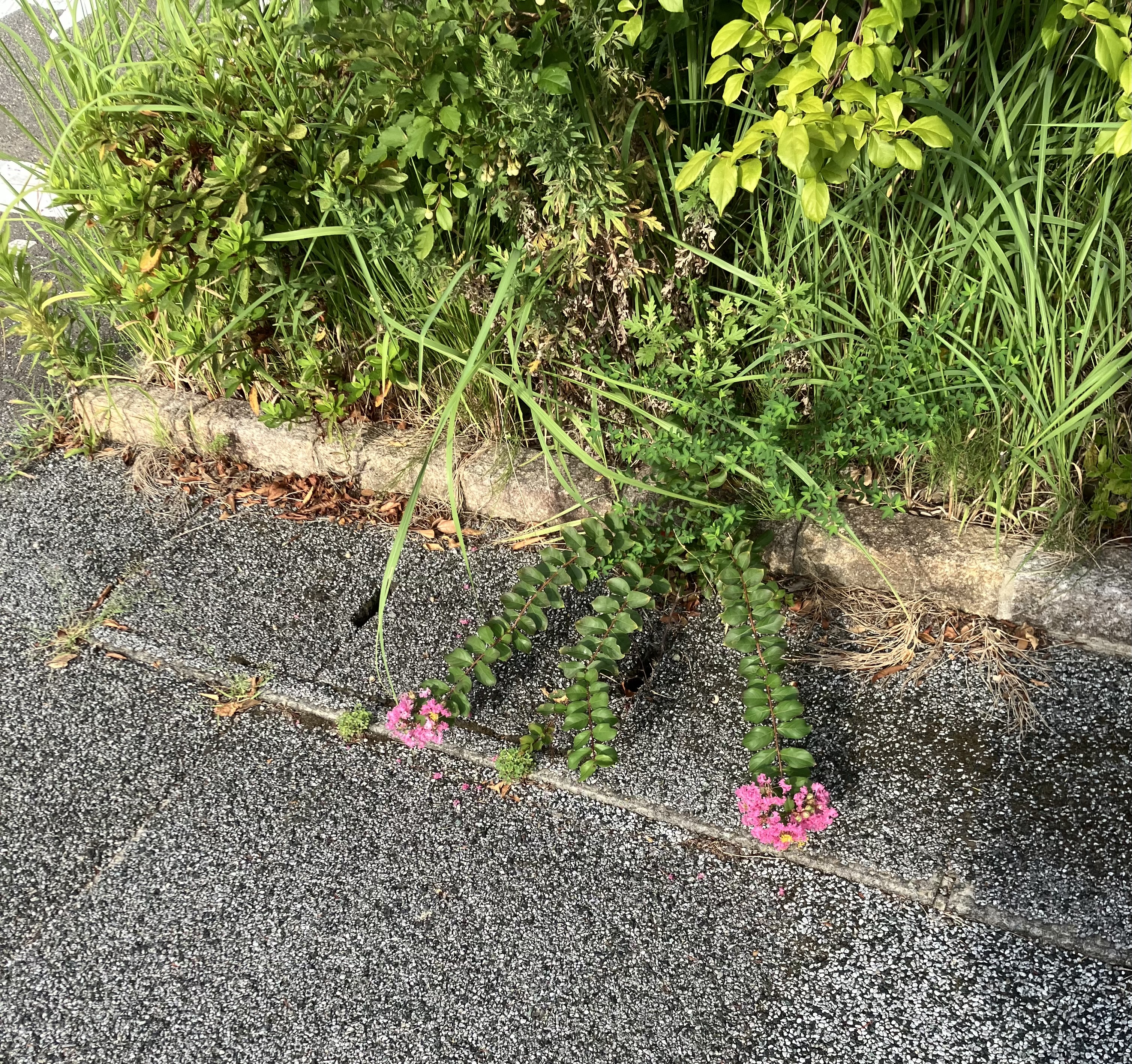残暑