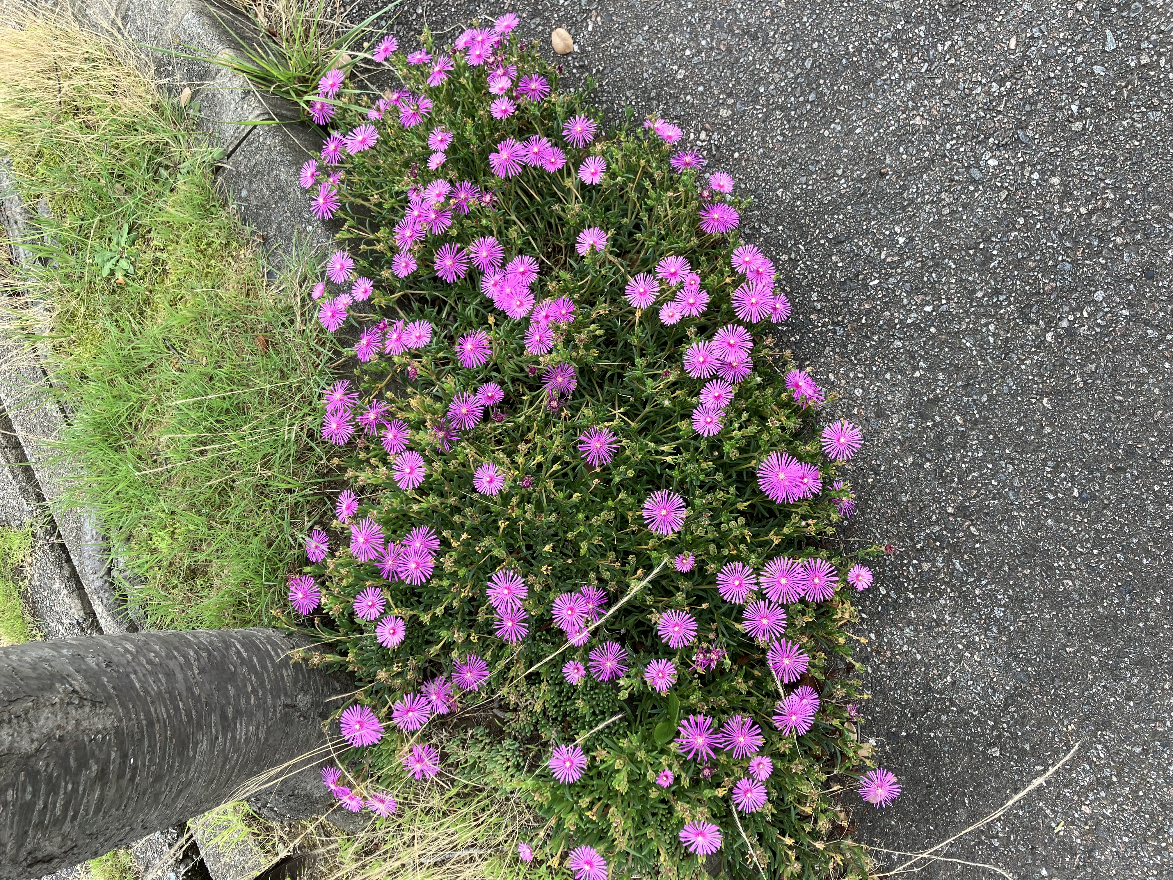 松葉菊