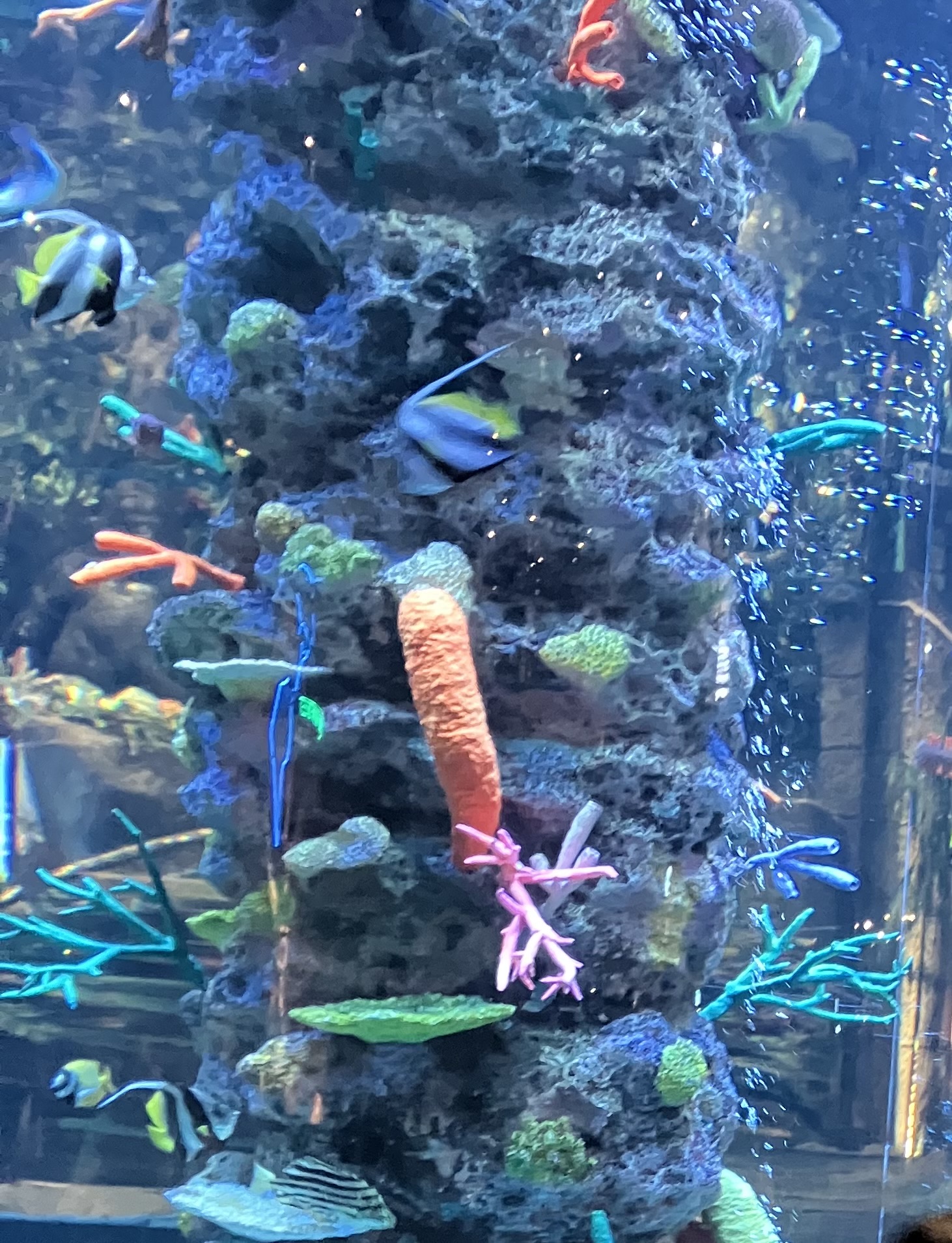 珊瑚