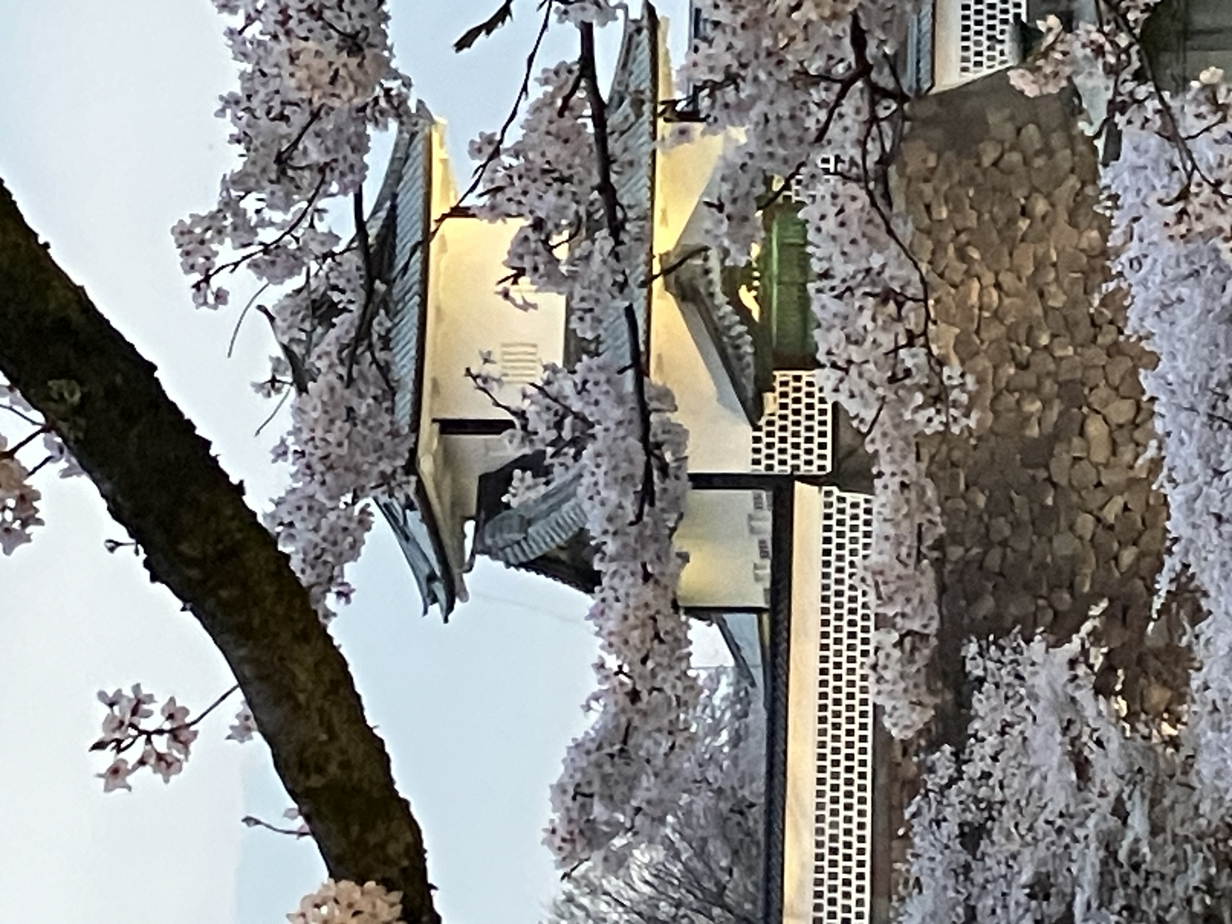 花曇り